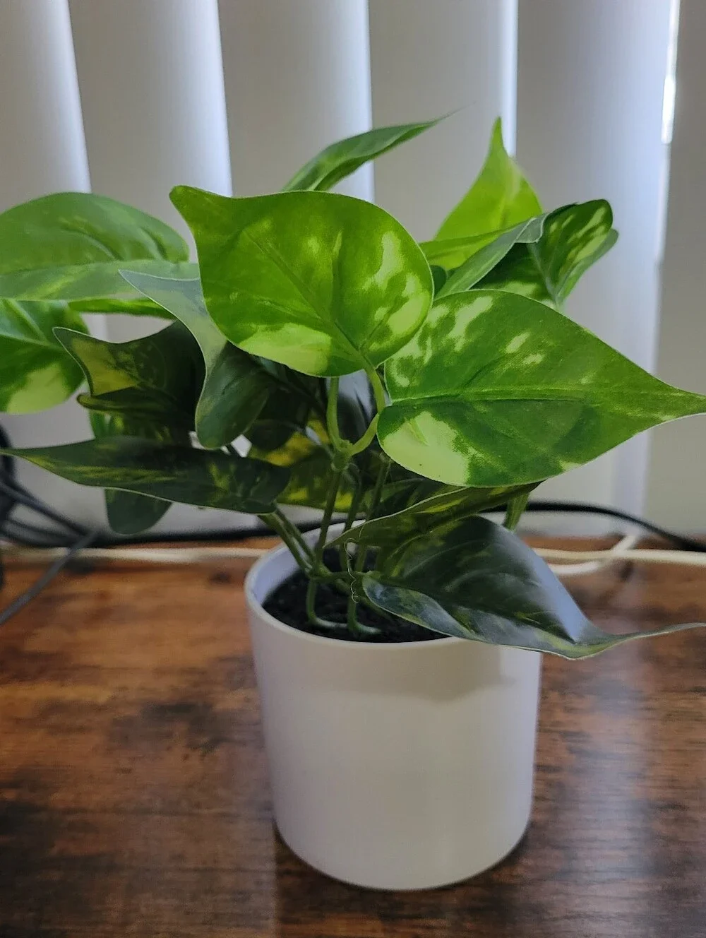 2 Plant Decor Items